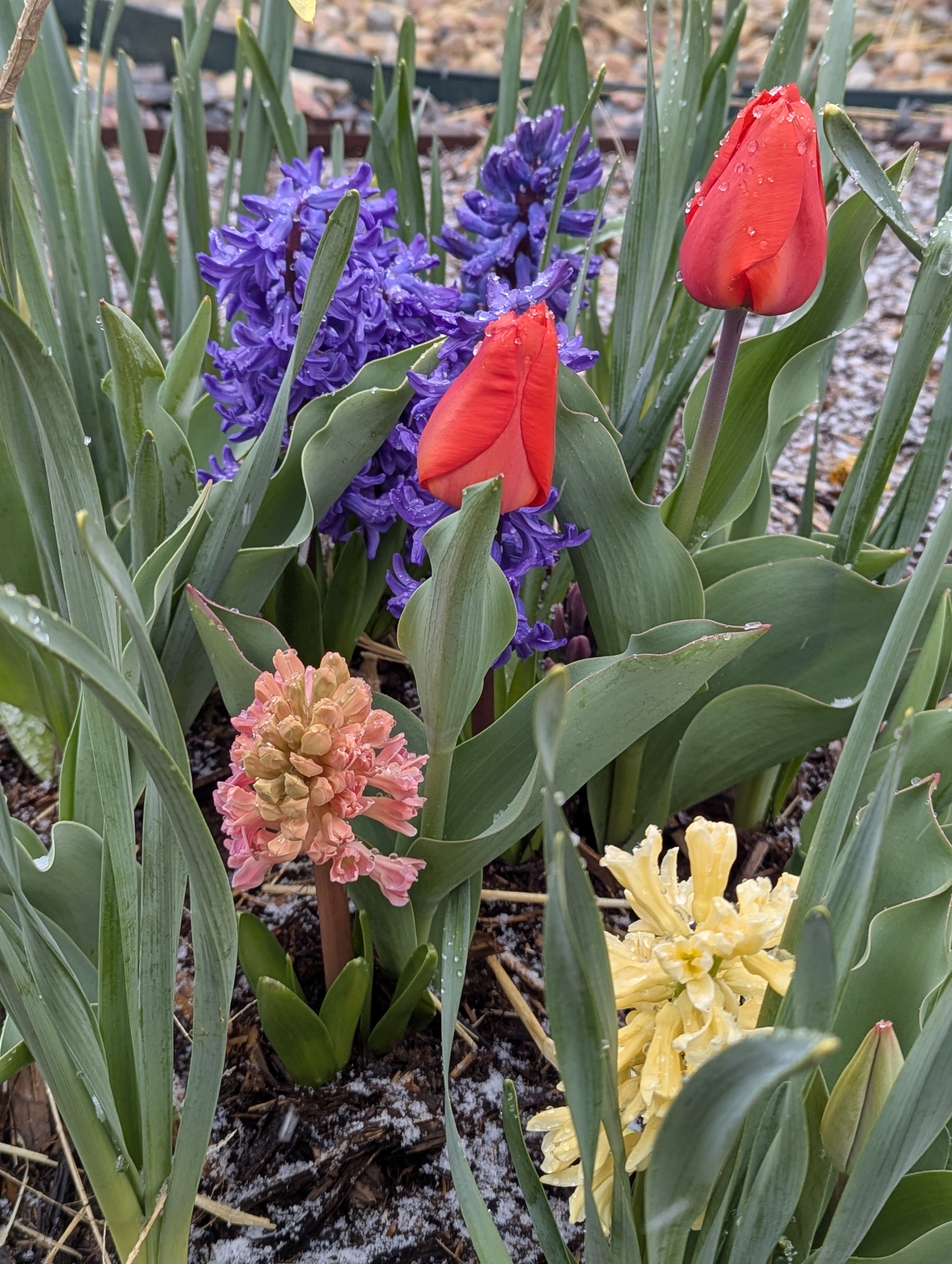 Hyacinth, Daffodils, Tulips, Morrison, Colorado